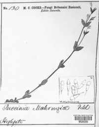 Puccinia arenariae image